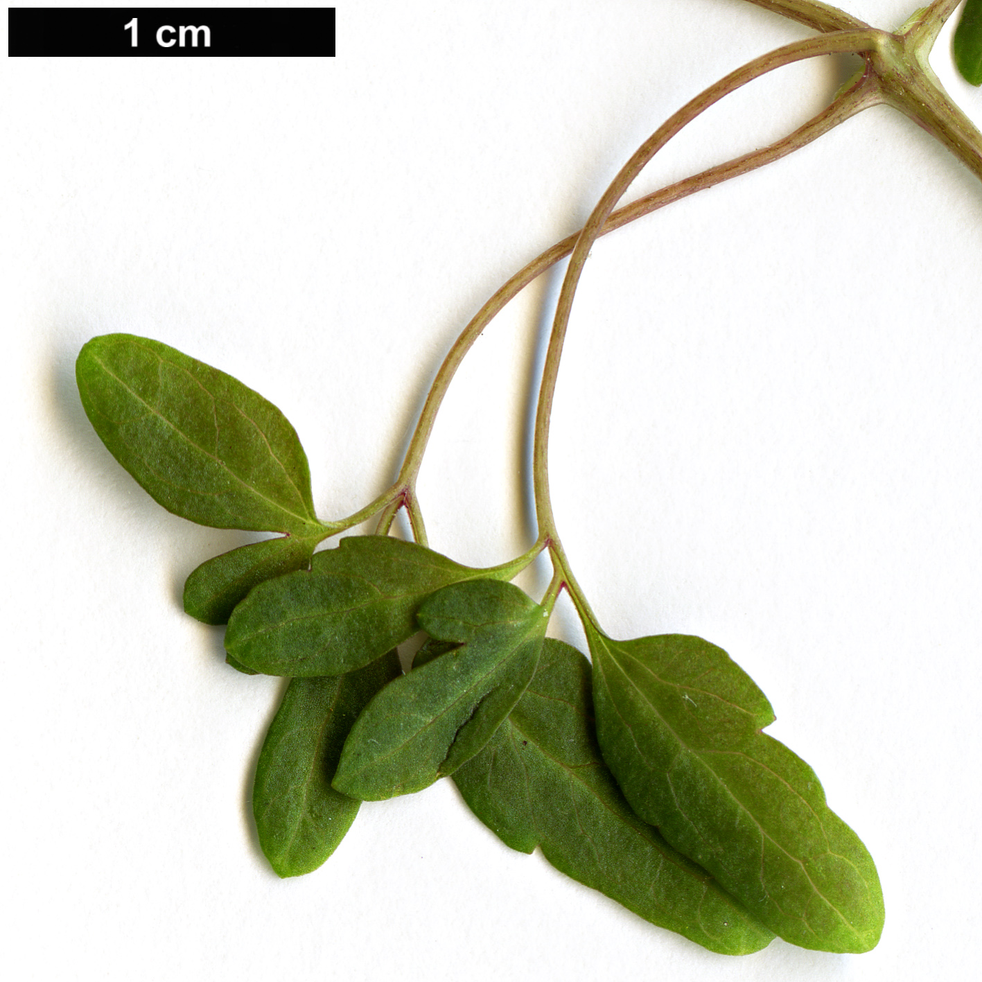 High resolution image: Family: Ranunculaceae - Genus: Clematis - Taxon: cirrhosa